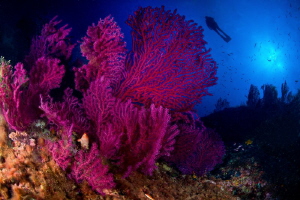 Mediterranean Sea Fan & Diver by Marco Gargiulo 
